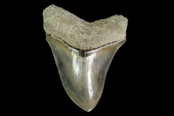 Serrated, Fossil Megalodon Tooth - Indonesia #149830